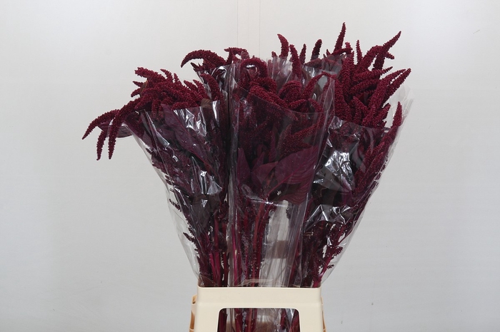 <h4>Amaranthus cruentus 'Velvet'</h4>