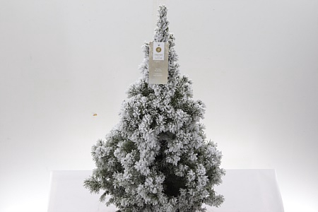 <h4>Zz Picea Gl December</h4>