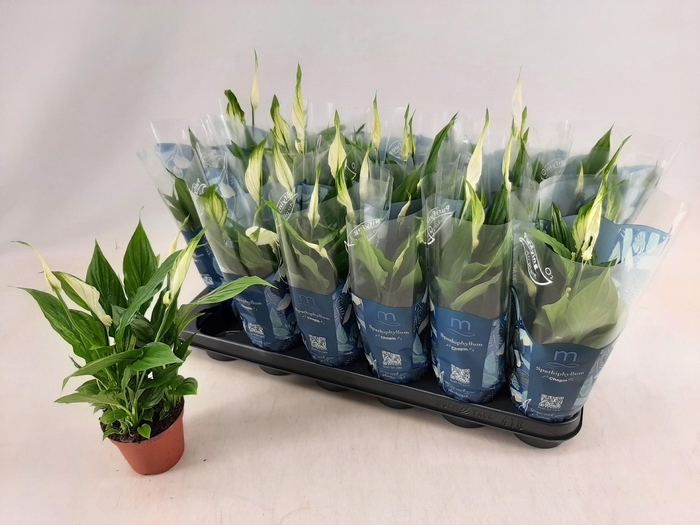 <h4>SPATH CHOPIN</h4>