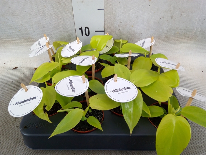 <h4>Philodendron   ...</h4>