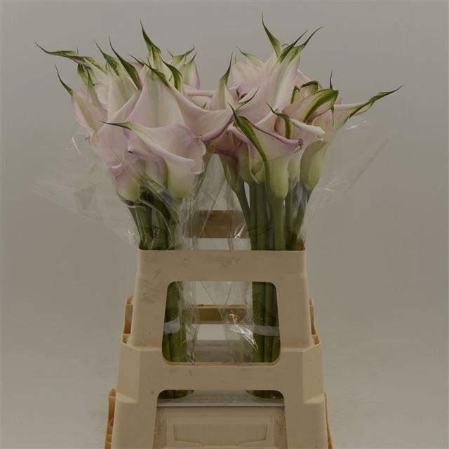 <h4>ZANT SWEET ART</h4>