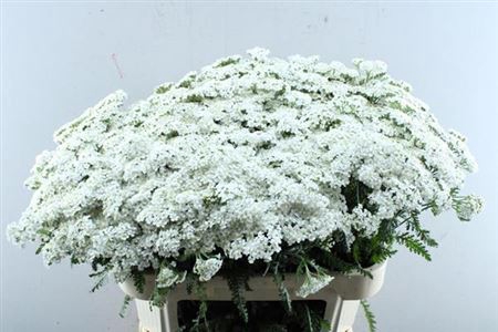 <h4>Achil M White Beauty</h4>