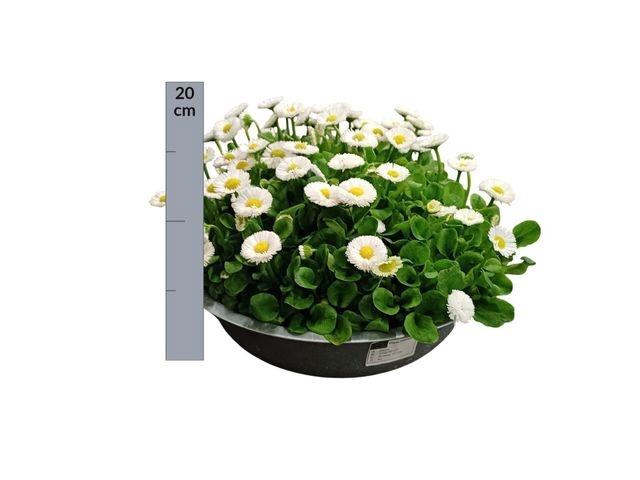 arr8 Bellis P Kl Bel White In Zinken Schaal