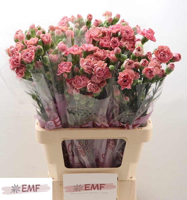 <h4>DI TR MISS ROSE</h4>