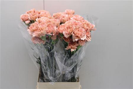 <h4>Di St Caramel</h4>