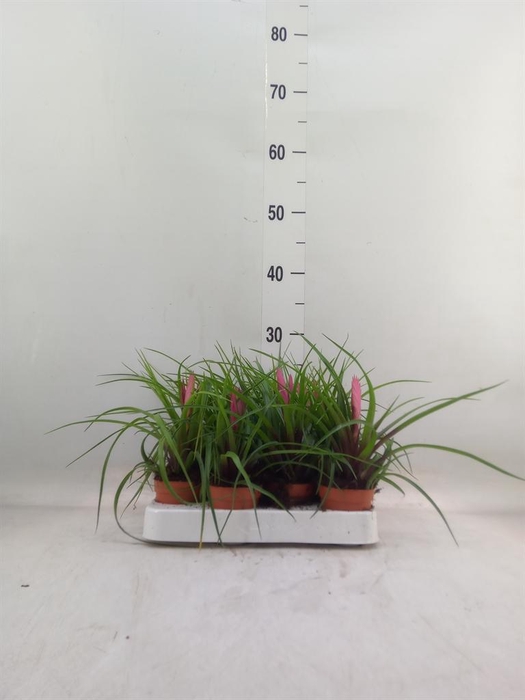 <h4>Tillandsia cyanea</h4>