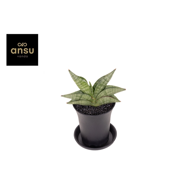<h4>Sansevieria Inti Mini No.1 in sierpot</h4>