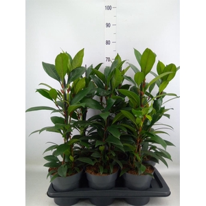 Ficus cyathistipula 'Compacta'