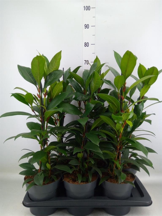 <h4>Ficus cyathistipula 'Compacta'</h4>