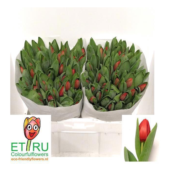 <h4>TU EN ESCAPE</h4>