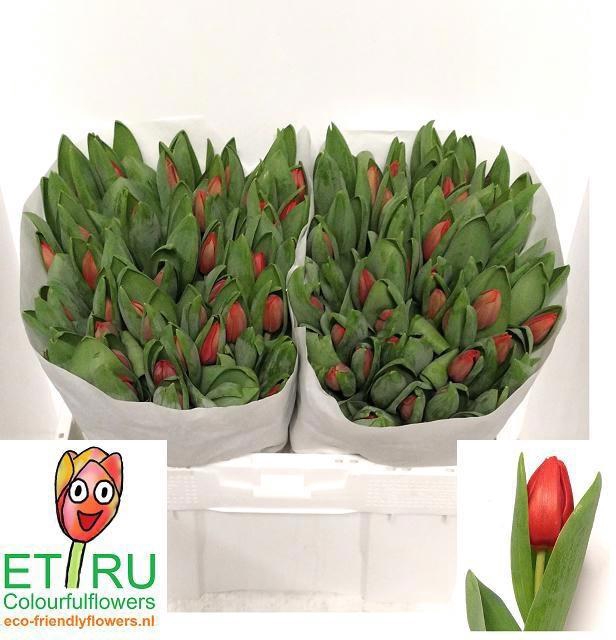 <h4>TU EN ESCAPE</h4>