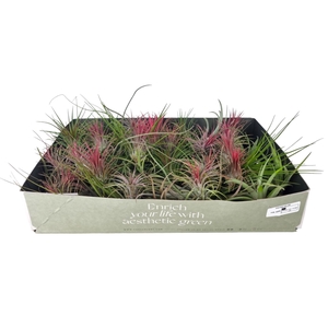 Tillandsia