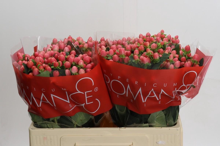 <h4>Hypericum Sweet Romance</h4>