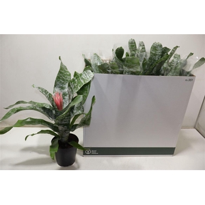 arr8 Aech Fas Primera