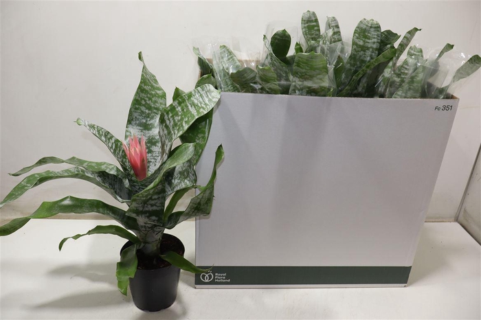 <h4>arr8 Aech Fas Primera</h4>