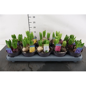 B Hyacint 12 Cm. P. Gem. 4 Kl. 80+ Nagels