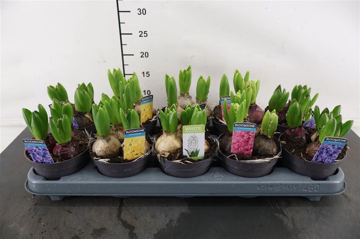 <h4>B Hyacint 12 Cm. P. Gem. 4 Kl. 80+ Nagels</h4>