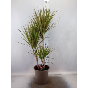 Dracaena marg. 'Bicolor'