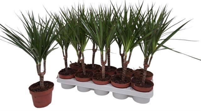 <h4>DRA MARGINATA</h4>