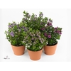 Hebe  'All Blooms'   ...mix