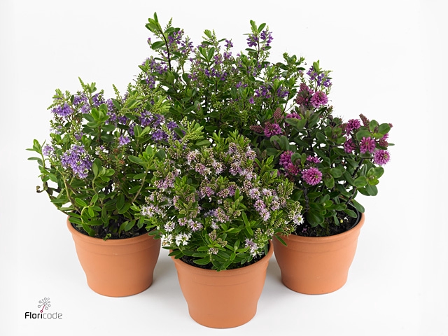 Hebe  'All Blooms'   ...mix