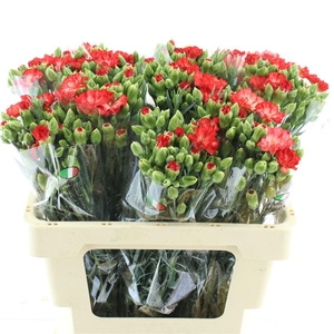 Di Tr Simply Orange Extra