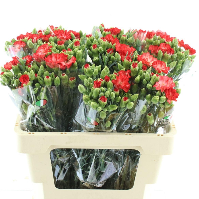 <h4>Di Tr Simply Orange Extra</h4>