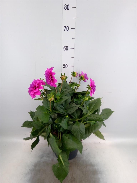 <h4>Dahlia DE 'XXL Aztec'   ...patio</h4>