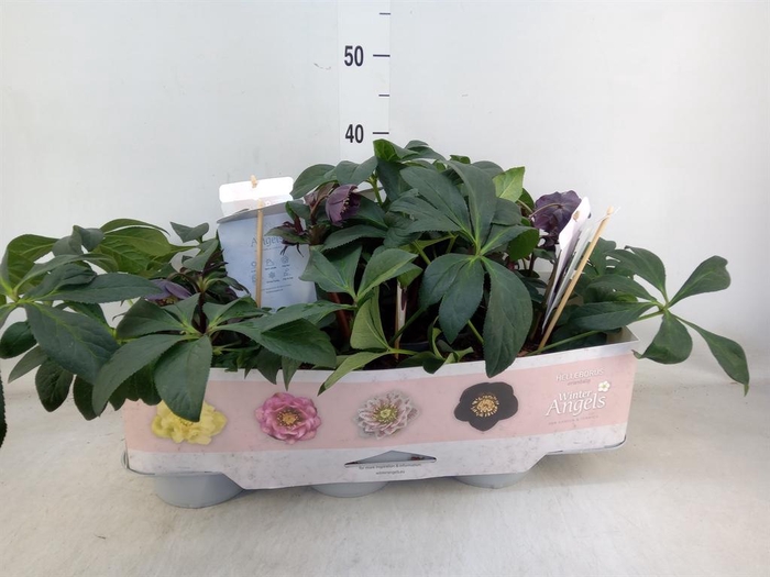 <h4>Helleborus ori.</h4>