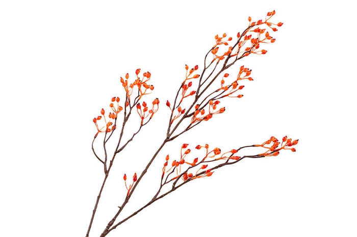 Rosehip Branch Corallo Orange