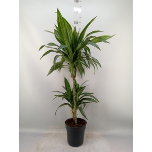 Dracaena fr de 'Ulises'