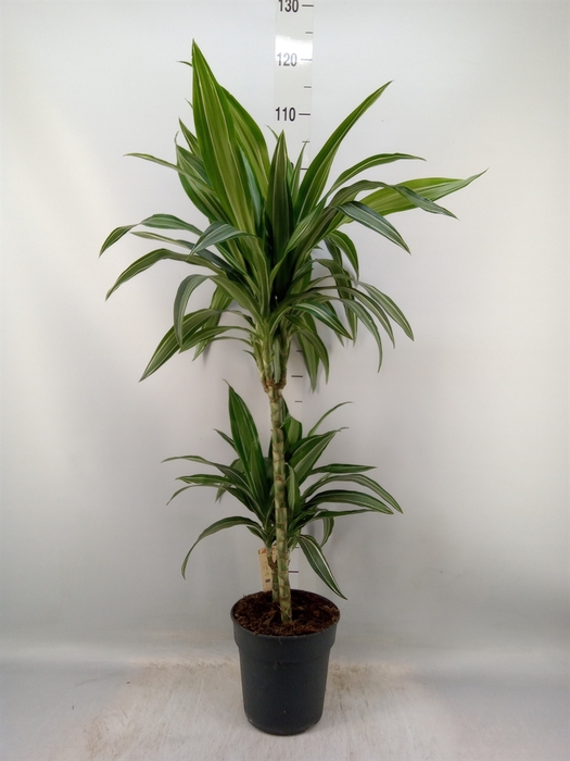 <h4>Dracaena fr de 'Ulises'</h4>
