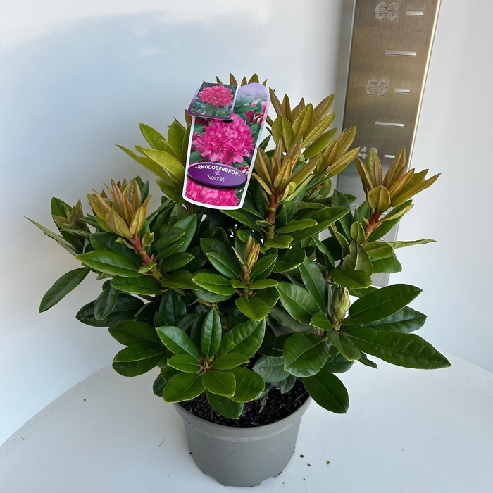 <h4>Rhododendron 'Rocket'</h4>