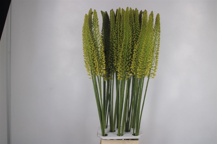 <h4>Eremurus Yellow Cleopatra</h4>