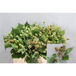Rubus Fr Chester