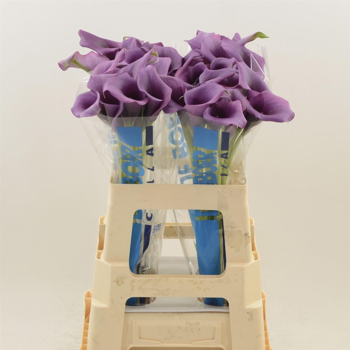 <h4>Calla Durban</h4>