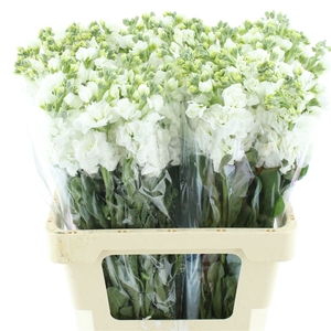 Matth Incana Iron White