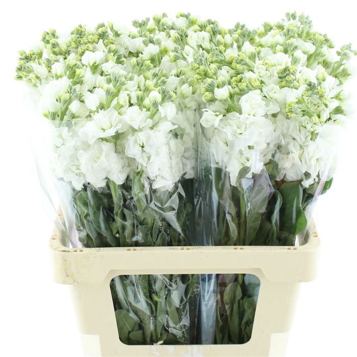 <h4>Matth Incana Iron White</h4>
