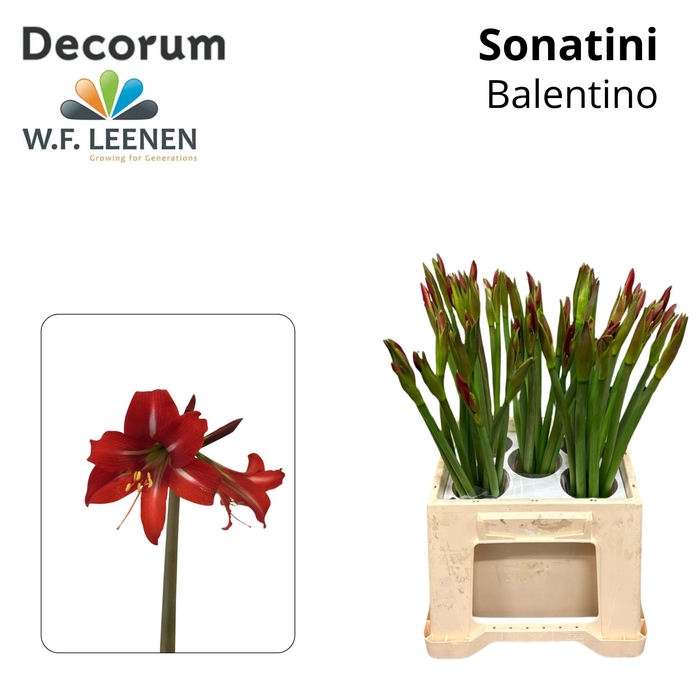 <h4>Sonatini Balentino 865 Water</h4>