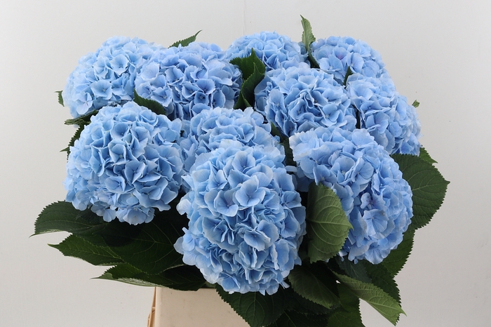 <h4>Hydr M Ch Verena Bl 100cm</h4>