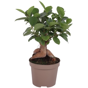 Ficus m. Ginseng Ongeënt pot Ø09cm Carbon Free pot