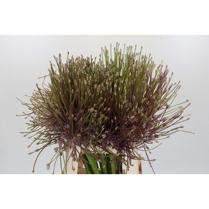 Allium Schubertii