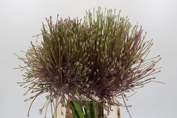 Allium Schubertii
