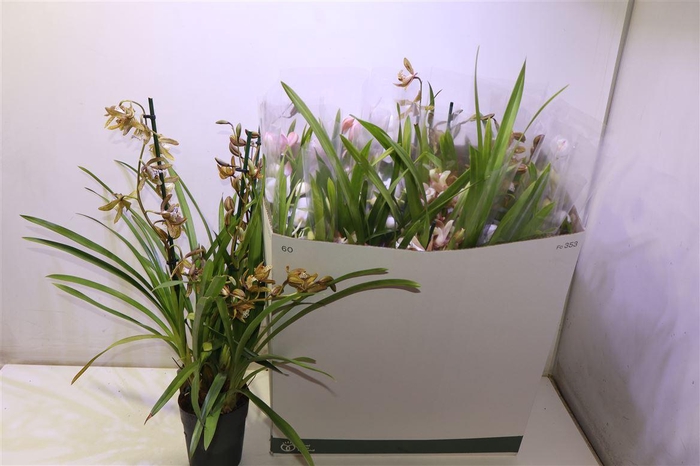 <h4>arr8 Cymb Gemengd</h4>