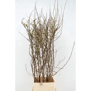 CHAENOMELES JAPONICA PINK 140CM