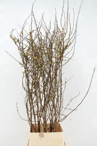 <h4>CHAENOMELES JAPONICA PINK 140CM</h4>