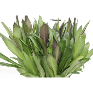 FOLHAGEM DRACENA POA