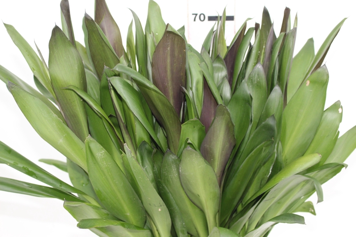 <h4>FOLHAGEM DRACENA POA</h4>