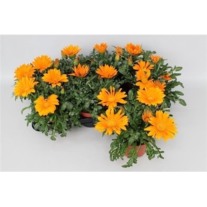 Gazania Big Kiss Orange
