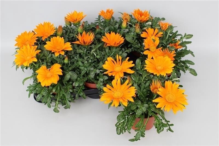 <h4>Gazania Big Kiss Orange</h4>